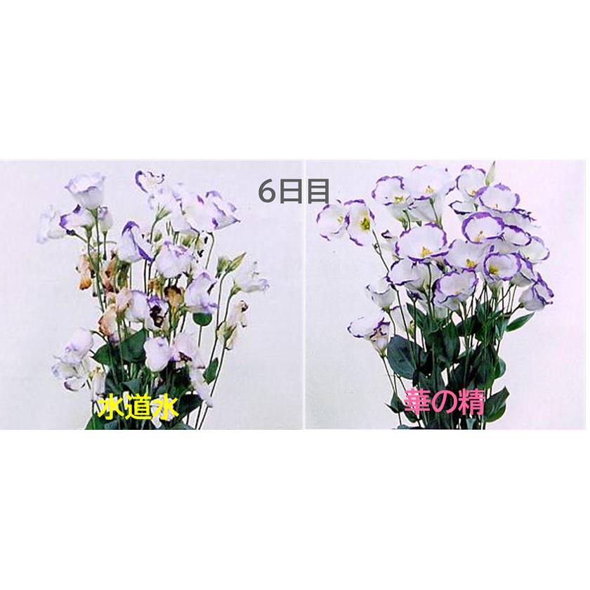 パレス化学/華の精　250ml