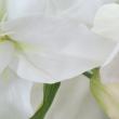 即日★【造花】東京堂/オードリーカサブランカ　2輪　WHITE/FW032306