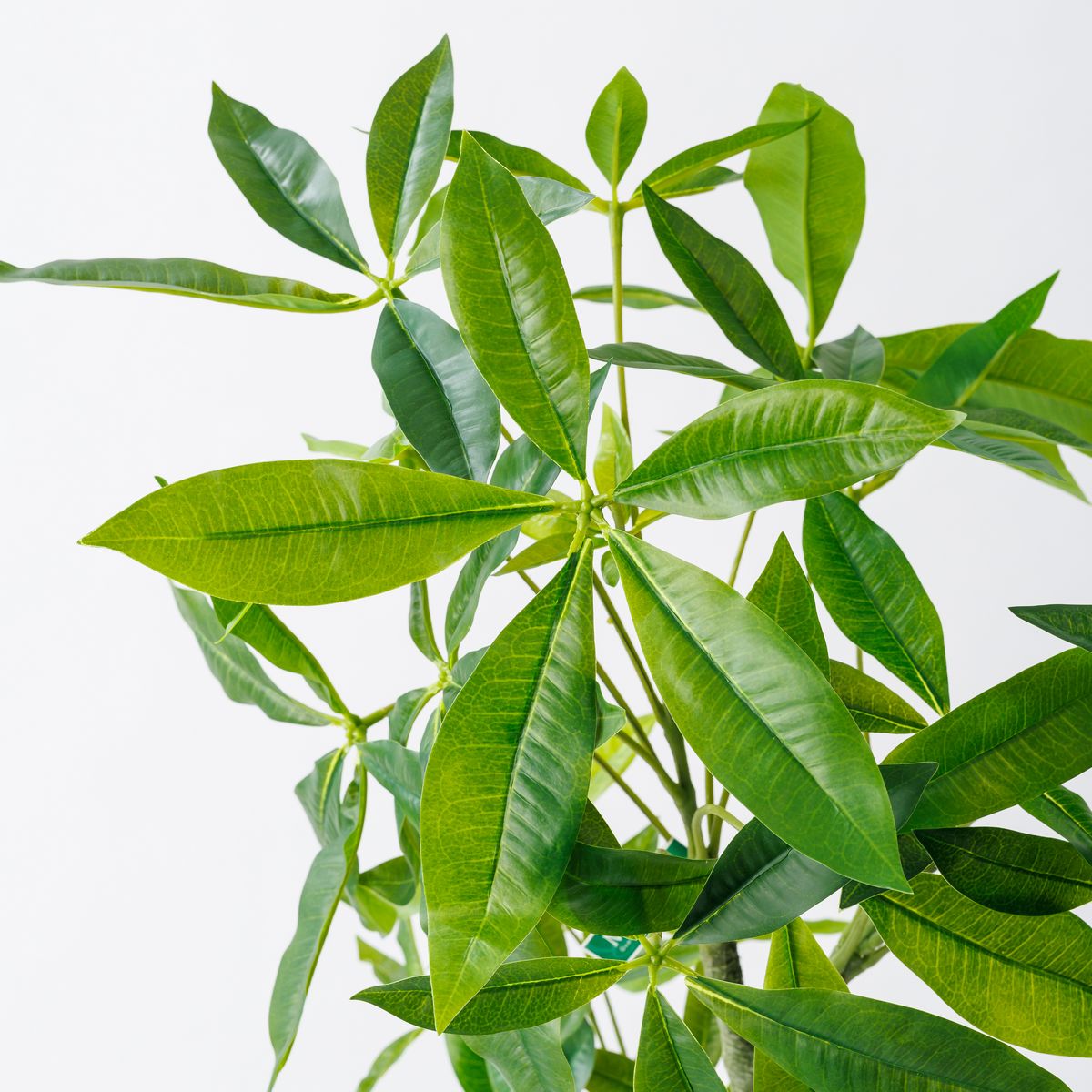 【直送】【人工観葉植物】MAGIQ東京堂/パキラ 4F (光触媒)/ZV022000 ※返品代引キャンセル不可