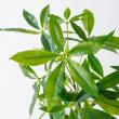 【直送】【人工観葉植物】MAGIQ東京堂/パキラ 4F (光触媒)/ZV022000 ※返品代引キャンセル不可