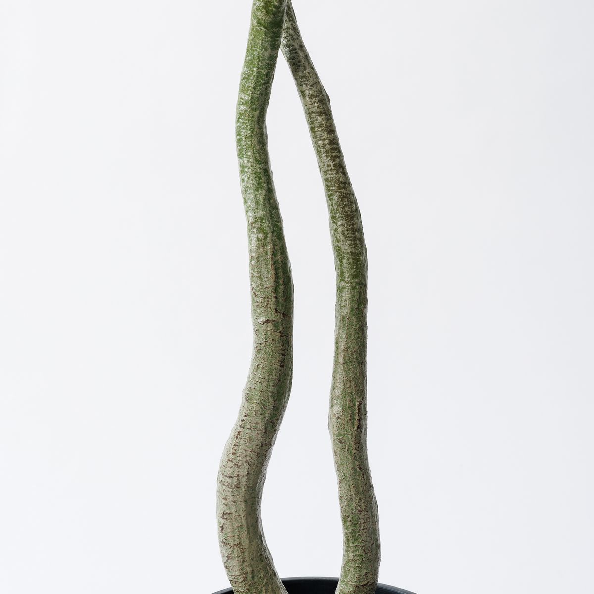 【直送】【人工観葉植物】MAGIQ東京堂/パキラ 4F (光触媒)/ZV022000 ※返品代引キャンセル不可