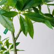 【直送】【人工観葉植物】MAGIQ東京堂/パキラ 4F (光触媒)/ZV022000 ※返品代引キャンセル不可