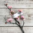 【造花】MAGIQ東京堂/春日梅　S #2　PINK /FJ002057-002