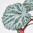大特価◎【人工観葉植物】MAGIQ東京堂/ユキノシタハンギング グリーンレッド GR/RED/FZ002012