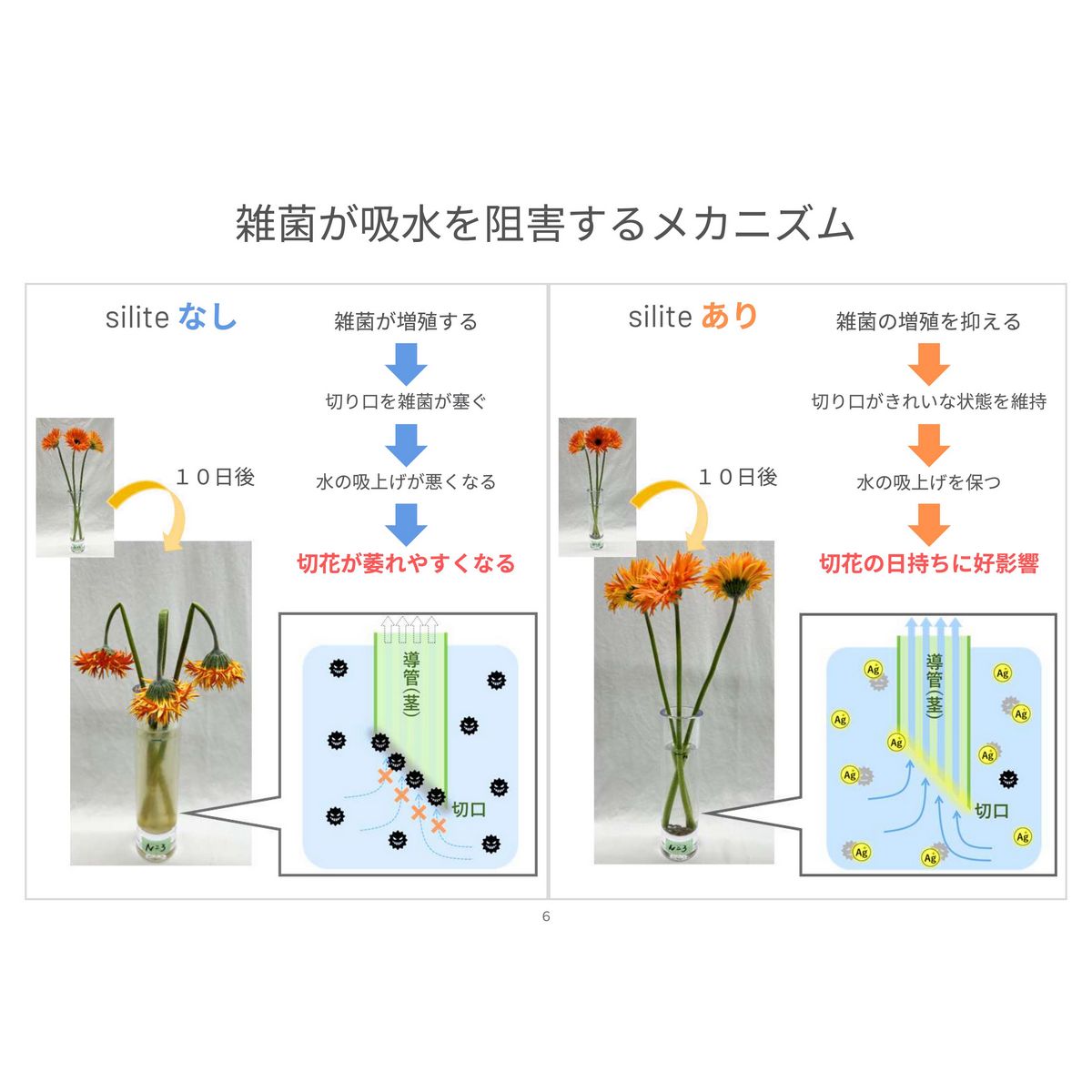 即日★水質改善・鮮度保持 silite(シリット) 500ml用/GS001351