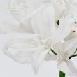 【造花】MAGIQ東京堂/ReCO インプレスネリネ #1  WHITE ホワイト/FM302514-001