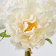 特価◎即日★【造花】MAGIQ東京堂/ベティピオニーバンドル #1  WHITE ホワイト/FM005715-001