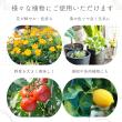 自然暮らし/水でうすめる有機液肥 150ml/1250601