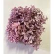大特価◎即日★【プリザーブド】GARDEN PALETTE MONO/ピラミッドアジサイ グレープミックス 約15g/GPPB-03