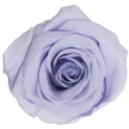 大特価◎即日★【プリザーブド】GARDEN PALETTE MONO/ミアローズ 8輪 ラベンダー/GP920-09