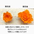 特価◎即日★【プリザーブド】GARDEN PALETTE MONO/ミアローズ 8輪 オレンジ/GP920-13
