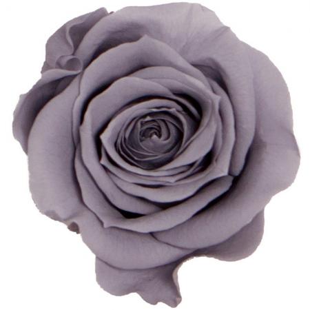 大特価◎即日★【プリザーブド】GARDEN PALETTE MONO/ミアローズ 8輪 アイスグレー/GP920-14
