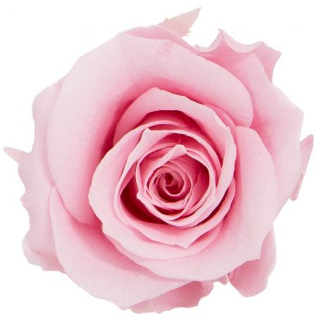 大特価◎即日★【プリザーブド】GARDEN PALETTE MONO/リサ ローズ 9輪 キャンディーピンク/GP910-04