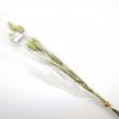 即日★ 【ドライ】【小分け】大地農園/ポアプランツ 約6g N/00013ON