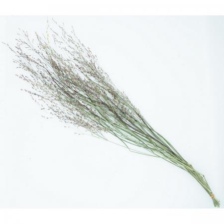 特価◎【ドライ】KUNIFLOWERS/トパニカム 約10本 ナチュラル/00375