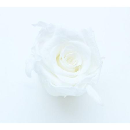 即日★大特価◎GARDEN PALETTE MONO/規格外品: ソルローズ S 10輪入  ピュアホワイト