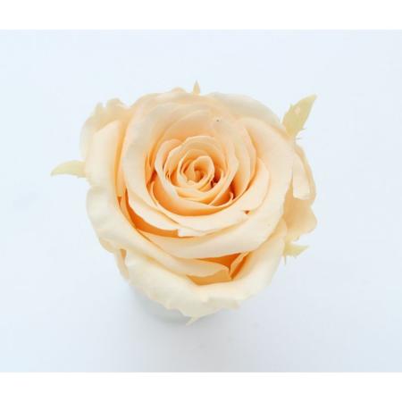 大特価◎即日★GARDEN PALETTE MONO/規格外品: ソルローズ M 10輪入  ピーチ