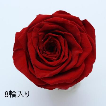 大特価◎即日★GARDEN PALETTE MONO/規格外品: ソルローズ L 8輪入  レッド