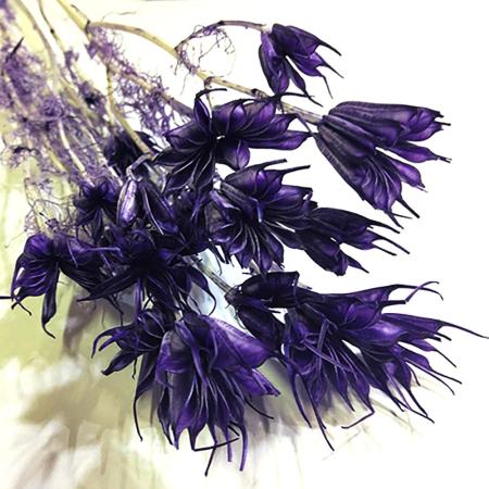 大特価◎即日★【ドライ】GARDEN PALETTE MONO/ニゲラオリエンタリス ドライ パープル 約35〜45g/GPDN-12