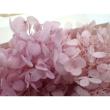 B級特価◎【プリザーブド】GARDEN PALETTE MONO/アナベルアジサイ ソフトライラック 約15g/B級XGPA-24