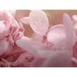 B級特価◎【プリザーブド】GARDEN PALETTE MONO/アナベルアジサイ ソフトライラック 約15g/B級XGPA-24