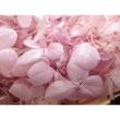 B級特価◎【プリザーブド】GARDEN PALETTE MONO/アナベルアジサイ ソフトライラック 約15g/B級XGPA-24