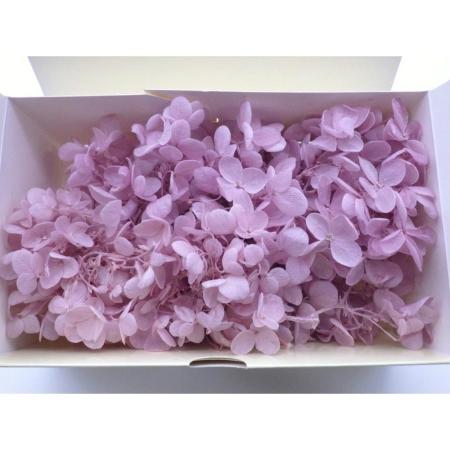 B級特価◎【プリザーブド】GARDEN PALETTE MONO/ピラミッドアジサイ ソフトライラック 約15g/B級XGPP-25