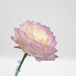 オアシス/Just for flowers(カラースプレー)　ライラック 400ml/139