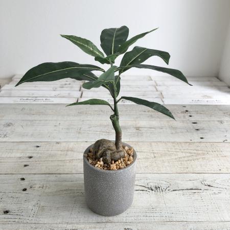 即日★【人工観葉植物】YDM/コーヒーノキセメントポット GR/GLA-1521-GR