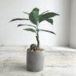 即日★【人工観葉植物】YDM/コーヒーノキセメントポット GR/GLA-1521-GR