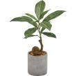 即日★【人工観葉植物】YDM/コーヒーノキセメントポット GR/GLA-1521-GR