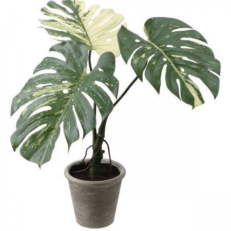 【人工観葉植物】YDM/モンステラバリエガータポット GR/GLA-1533-GR