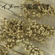 即日★【プリザーブド】大地農園/ペッパーベリー・プリザーブド　55g　アイボリー/03380-030