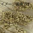 特価◎【プリザーブド】大地農園/ペッパーベリー・プリザーブド　55g　オレンジ/03380-350
