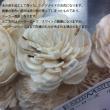 即日★【ハンドメイドフラワー】大地農園/ソーラーローズ　小　10本　白/32081-010