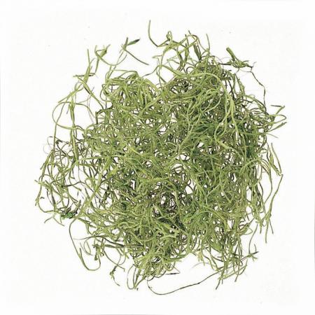 即日★【ドライ】大地農園/スパニッシュモス　小袋　50g　グリーン/61061-700
