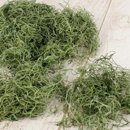 即日★【プリザーブド】大地農園/スパニッシュモス　小袋　50g　グリーン・加工/61061-707
