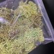 即日★【プリザーブド】大地農園/アイスランドモス　小袋　40g　グリーン/61071-700