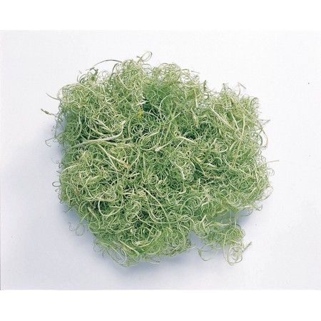 即日★【ドライ】大地農園/カーリーモス　50g　グリーン/61180-700