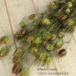 即日★【ドライ】大地農園/フーセンポピー　約25g　NG(N)/10060-020