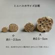 即日★【ドライ】大地農園/ミニハス・小　約20個　N/22420-000
