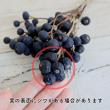 即日★【ドライ】大地農園/シャリンバイ 約50g(約5〜8本) N/40160-000
