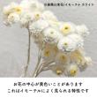 即日★【ドライ】大地農園/イモーテル 20gN(イエロー)/32052-000