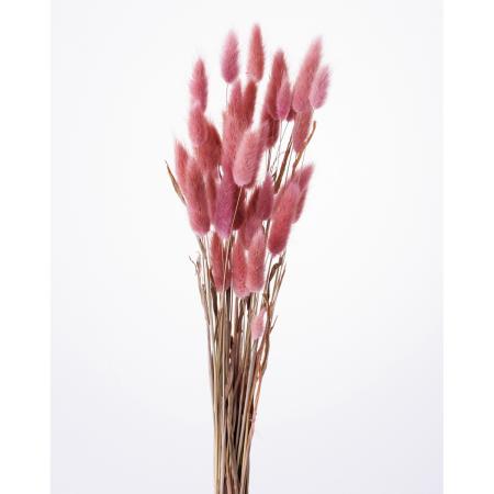 即日★【ドライ】大地農園/ラグラス 15g ナチュラルピンク/42050-170