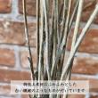 即日★【ドライ】大地農園/ビリーボタン オフホワイト/40295-011