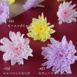 即日★【プリザーブド】大地農園/ことね菊 6輪 スウィートライラック/04790-451