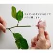 即日★【プリザーブド】大地農園/国産バラのくき 5本 グリーン/05890-700