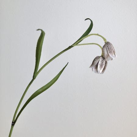 即日★【造花】アスカ/フリチラリア×2　ブラウン/A-32786-028