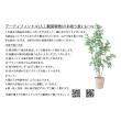 【直送】【人工観葉植物】アスカ/パキラ(ポット付) グリーン/A-51111-51A ※返品・代引・キャンセル不可