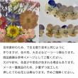 即日★ 【ドライ】押し花 ピンクデザインパック 35輪/1-03K